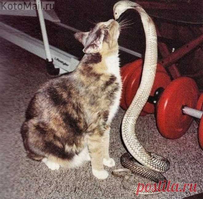 Дружба - это чудо!