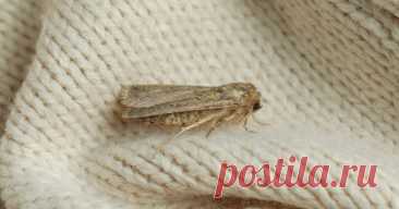 Моль в доме бывает разная — в чем отличия вредителей и как их вывести — Ботаничка