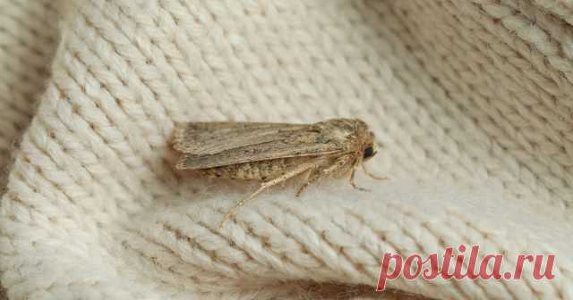 Моль в доме бывает разная — в чем отличия вредителей и как их вывести — Ботаничка