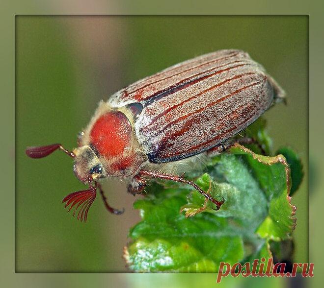 12 мая-День целитель. Слушайте интуицию, и запасайтесь здоровьем. | Приметы, православие и язычество | Яндекс Дзен