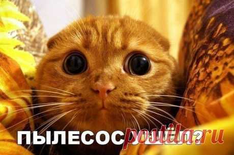 ПЫЛЕСОС УШЁЛ?