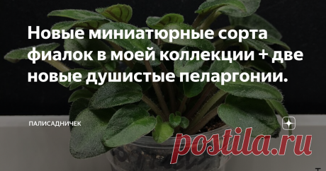Новые миниатюрные сорта фиалок в моей коллекции + две новые душистые пеларгонии. 3 миниатюрных фиалки с фото + 2 душистые пеларгонии.