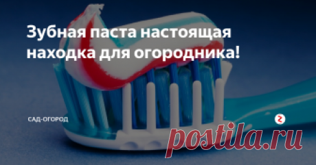 Зубная паста настоящая находка для огородника! Три забытых народных способа, которые отлично справляются со своей задачей...