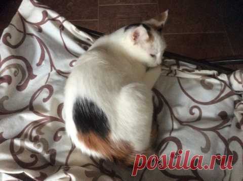 Хвостик - на подушке, на простынке - ушки!