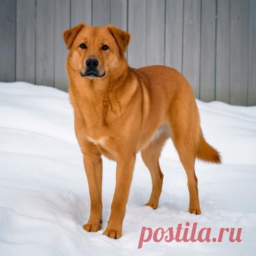 Я вернусь, Рыжик - OGADANIE.RU