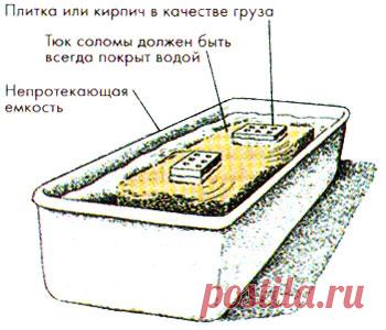 Способ выращивания вешенки на тюках соломы