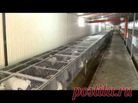 Самая лучшая кроличья ферма