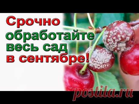 Осенняя   обработка сада от болезней и вредителей