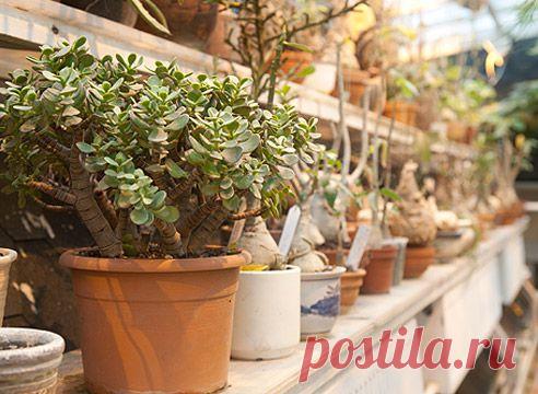 ДЕНЕЖНОЕ ДЕРЕВО - толстянка, Crassula. Посадка, размножение, сорта, и уход !..    //Supersadovnik.ru