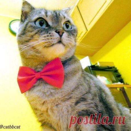 ♥ ЖИВОТНЫЕ ♥ ПРИРОДА ♥