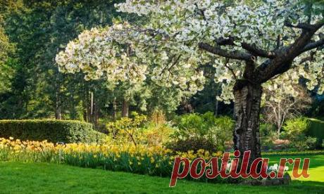 Приствольный круг яблони: варианты оформления