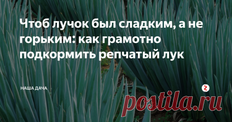 Чтоб лучок был сладким, а не горьким: как грамотно подкормить репчатый лук   Кто из нас не плакал, чистя луковицу для приготовления обеда? Без лука суп – не суп, и второе – не второе. А вот чистить и резать лучок – занятие на любителя. Как правило, этим заниматься в семье никто не хочет. Не знаю, как у вас, а моя мечта – чистить лук и не ронять слезы, нюхая ядреный аромат. Оказывается, это легко сделать. Рассказываю, как.