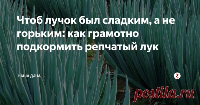 Чтоб лучок был сладким, а не горьким: как грамотно подкормить репчатый лук   Кто из нас не плакал, чистя луковицу для приготовления обеда? Без лука суп – не суп, и второе – не второе. А вот чистить и резать лучок – занятие на любителя. Как правило, этим заниматься в семье никто не хочет. Не знаю, как у вас, а моя мечта – чистить лук и не ронять слезы, нюхая ядреный аромат. Оказывается, это легко сделать. Рассказываю, как.