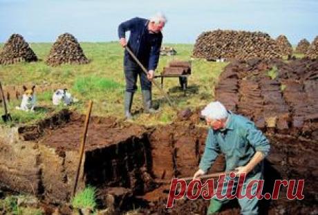 Применение торфа на огороде: польза и вред, как использовать низинный и верховой тип для удобрения на участке