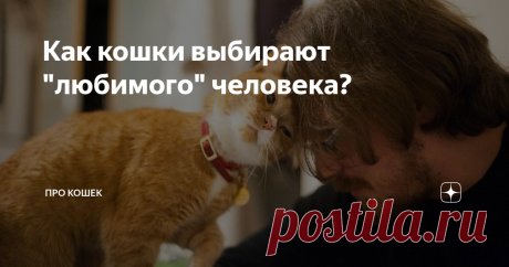 Как кошки выбирают &quot;любимого&quot; человека? Иногда бывает так, что кошка не всех в доме любит одинаково, из всего семейства она выбирает &quot;любимого&quot; человека и предана ему бесконечно. Но по какому принципу коты выбирают &quot;своего&quot; человека?  Почему одного члена семьи они любят больше других?