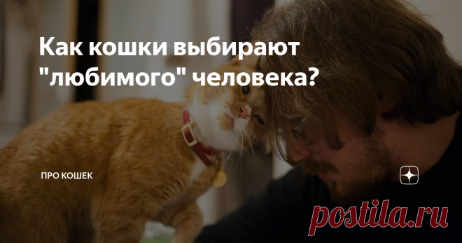 Как кошки выбирают 