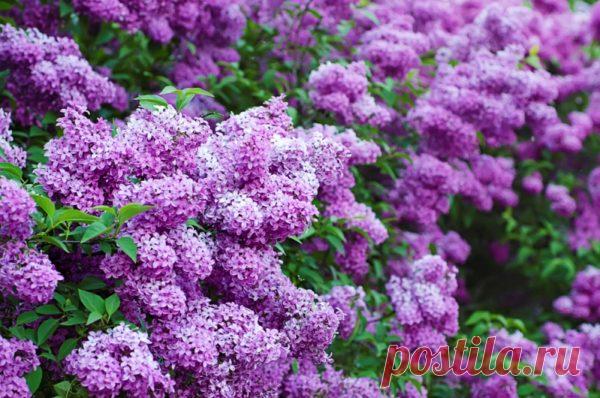 Пока цветет сирень заполните банку растительным маслом и фиолетовыми цветками - Идеальная хозяйка