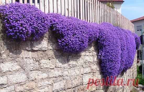 Орбиета (фото): посев и уход, фото и особенности лютика азиатского,