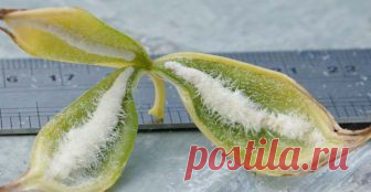 Выращивание орхидеи из китайских семян: как заказать нужный материал, стоит ли покупать на AliExpress, выбор грунта, условия проращивания, мнение экспертов