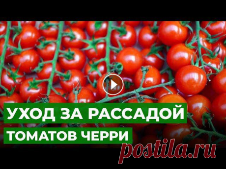 МОДНЫЕ ТОМАТЫ ЧЕРРИ НА БАЛКОНЕ | Пересадка и подкормка рассады помидоров черри