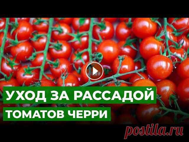 МОДНЫЕ ТОМАТЫ ЧЕРРИ НА БАЛКОНЕ | Пересадка и подкормка рассады помидоров черри