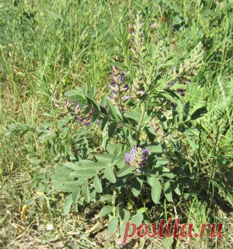 Малоизвестно в качестве жизнедателя в России и такое растение, как солодка уральская, она же солодка голая или лакричник

. В Китае это растение распространено как средство, дающее чи, которое не только увеличивает энергию организма, но и направляет ее во все каналы и органы, оказывает омолаживающее действие на организм. Кроме того, солодка улучшает пищеварение, обладает отхаркивающим и противоаллергическим действием. По энергетике она не усиливает в организме ни жар, ни х...