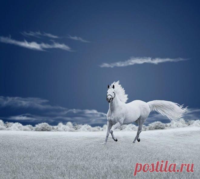 символ года