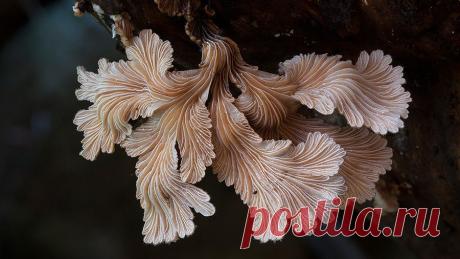 Чудесные грибы. Новые фотографии Стива Аксфорда