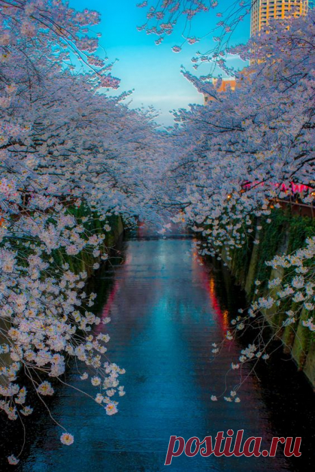 Evening falls on the Sakura blossoms in Neka Meguro, Tokyo… | Pinterest • Всемирный каталог идей