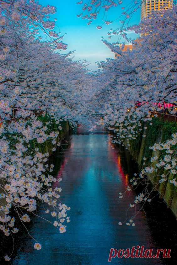 Evening falls on the Sakura blossoms in Neka Meguro, Tokyo…  |  Pinterest • Всемирный каталог идей