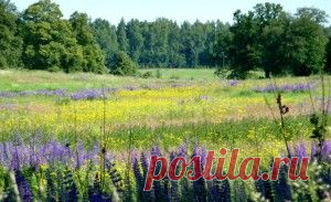 Полезные лесные растения и их свойства | Полезные лесные растения