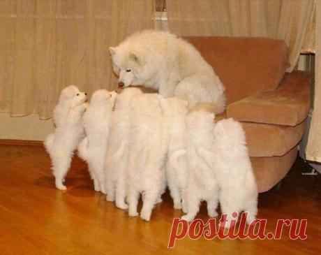 Собаки, которые гордятся своим чудесным потомством