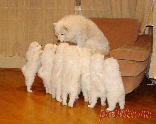 Собаки, которые гордятся своим чудесным потомством