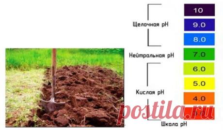 Кислотность почвы. Как определить и что посадить. | Дачница. | Яндекс Дзен