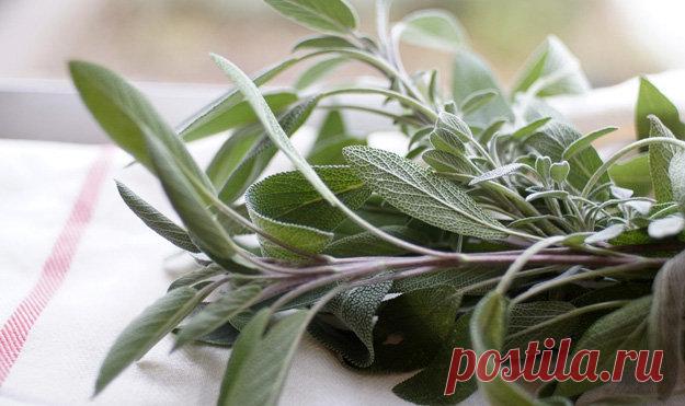 Как #лекарственное_растение и #на_кухне: чем полезен #шалфей?