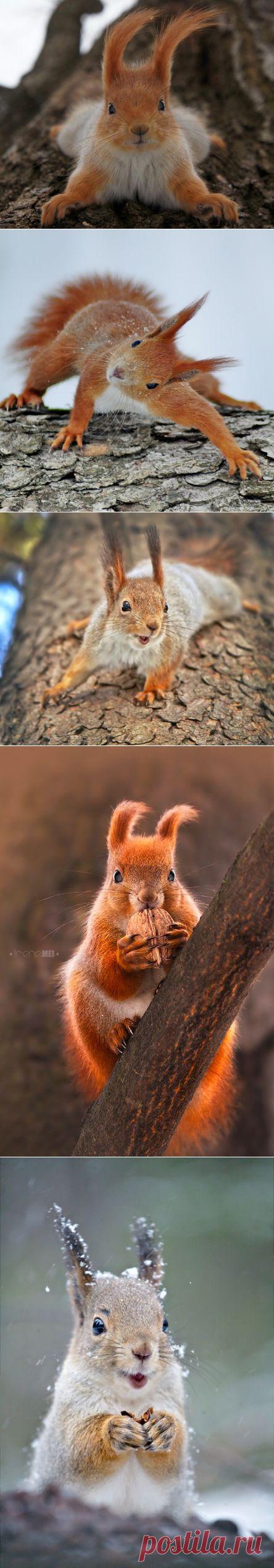 Забавные белочки!)))