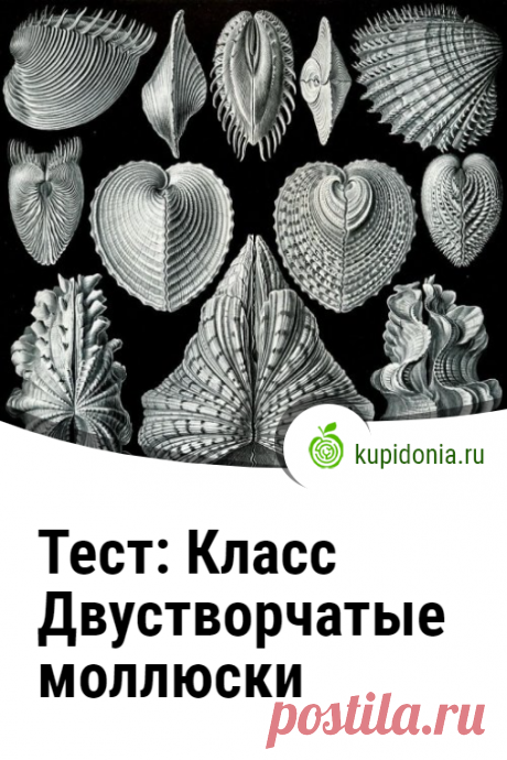 Тест: Класс Двустворчатые моллюски. Проверочный тест по биологии по теме «Класс Двустворчатые моллюски». Школьная программа. Проверь свои знания!