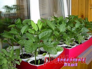 10 СОВЕТОВ ДЛЯ БОЛЬШОГО УРОЖАЯ ПЕРЦЕВ!
Перцы - моя слабость. Итак, вот что нужно делать, чтобы перцы не подкачали и дали огромный урожай.
1. Выращивать перцы нужно только через рассаду и в теплице, только так растения будут крепкие и здоровые.
2. Чтобы рассада развивалась мощной, надо удалять у нее все листья ниже развилки стебля.
3. В возрасте 2 месяцев рассаду нужно пересадить в теплицу. Кустики следует перевалить из стаканчиков вместе с комом земли и обязательно проследить, чтобы корневая