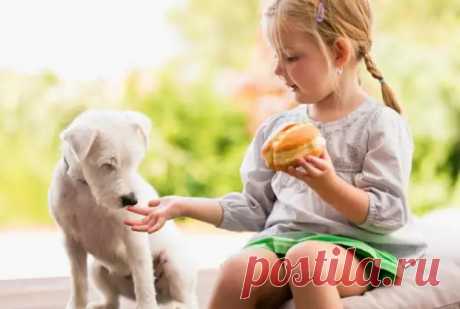 7 продуктов, которыми точно не стоит угощать своих домашних питомцев - Полезные советы и секреты на все случаи жизни - Медиаплатформа МирТесен