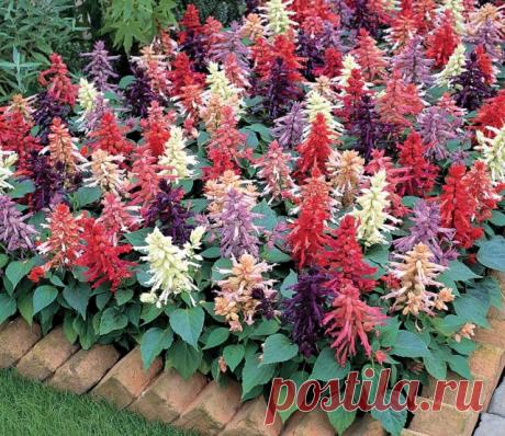 Выращивание рассады сальвии: от посева семян до высадки растений в грунт | Летники (Огород.ru)