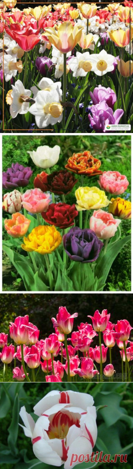 13 самых частых вопросов о тюльпанах – все, что вы хотели узнать