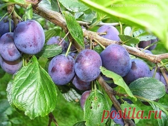 УДОБРЯЕМ СЛИВУ ПРАВИЛЬНО! Сохрани шпаргалку, поделись с одноклассниками! 1. В течение первого года после посадки удобрять сливу не нужно, а в последующие три года достаточно лишь внесения весной мочевины по 20 г на 1 кв.м. 2. После начала плодоношения каждый год на 1 м2приствольного круга вносят 10 кг навоза или компоста, 25 г мочевины, 60 г простого или двойного суперфосфата, 20 г хлористого калия или 200 г древесной золы. 3. Во время полного плодоношения норму органических удобрений увеличиваю