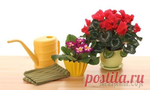 Если растение пострадало от неправильного полива