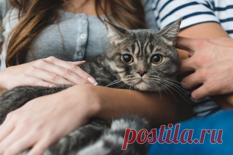 Живи как кот! 12 правил, которым стоит у них поучиться. Полезные кошачьи повадки