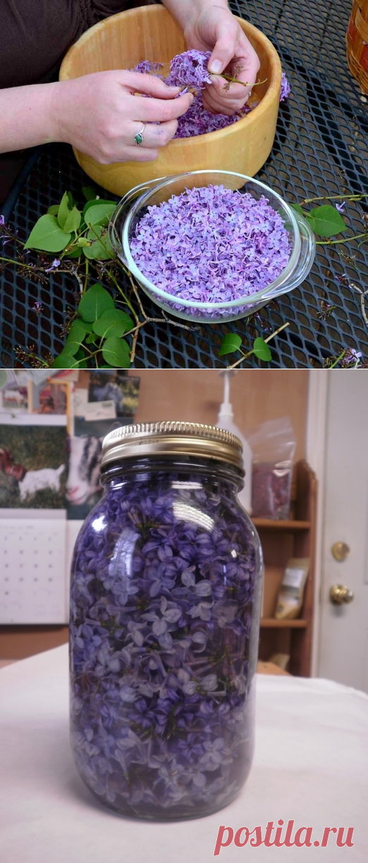 Масло из цветков сирени. Как приготовить