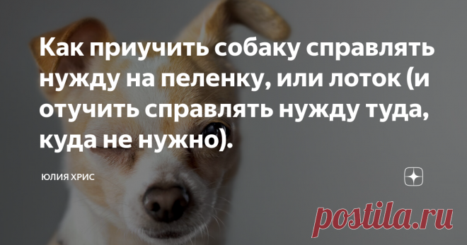 Как приучить собаку справлять нужду на пеленку, или лоток (и отучить справлять нужду туда, куда не нужно). «Здравствуйте, у меня собачка породы йоркширский терьер, и она стала справлять нужду на нашу кровать. Что нам делать?» - очень частый вопрос, который мне задают.
Здесь, можно вместо породы йоркширский терьер, поставить любую другую породу, (но чаще всего это декоративные собачки). А вместо дивана, любой дугой предмет мебели, и часть комнаты.
Фото из Яндекс.картинки
Кстати, именно из-за этой