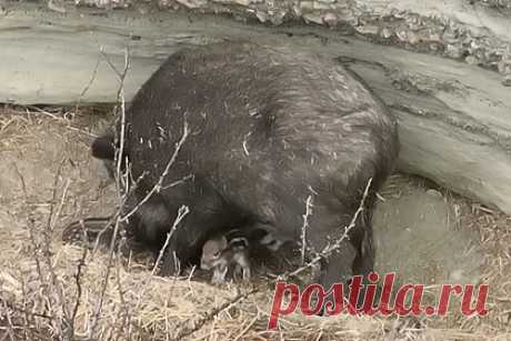 Кабаниха и крошечные поросята облюбовали место для нового дома на Алтае