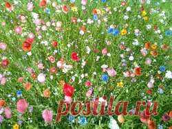 Мавританский газон: особенности и цена