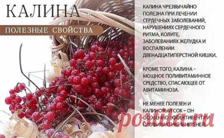 ЦЕЛЕБНЫЕ свойства КАЛИНЫ: простые рецепты.
Калина - одна из самых ПОЛЕЗНЫХ ягод в природе. 
В калине всё ЦЕЛЕБНО: кора, веточки, цветы, ягоды и сушёные косточки. 
Наши предки о лечебных свойствах калины, знали, что ее ягоды улучшают работу сердца, обладают успокаивающим действием.
Витамина С в калине в 1, 5 раза больше чем в лимоне. В ней есть железо, селен, йод, каротин, фосфор.
С мёдом калину назначали при простудных заболеваниях.
Чай из калины пили при гнойничковых забо...