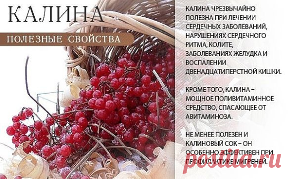 ЦЕЛЕБНЫЕ свойства КАЛИНЫ: простые рецепты.
Калина - одна из самых ПОЛЕЗНЫХ ягод в природе. 
В калине всё ЦЕЛЕБНО: кора, веточки, цветы, ягоды и сушёные косточки. 
Наши предки о лечебных свойствах калины, знали, что ее ягоды улучшают работу сердца, обладают успокаивающим действием.
Витамина С в калине в 1, 5 раза больше чем в лимоне. В ней есть железо, селен, йод, каротин, фосфор.
С мёдом калину назначали при простудных заболеваниях.
Чай из калины пили при гнойничковых забо...
